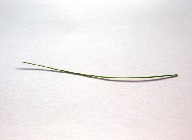 Grass