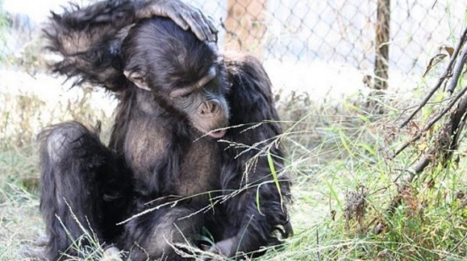 Primate Cinema / Rachel Mayeri Q & A