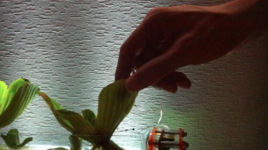 Organic Cinema / World Wilder Lab