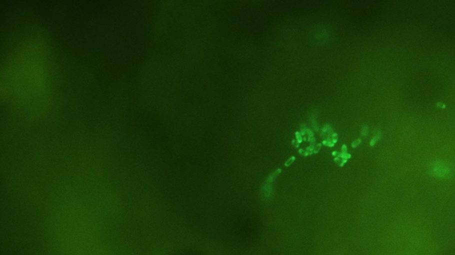 Microbes as Material Workshop