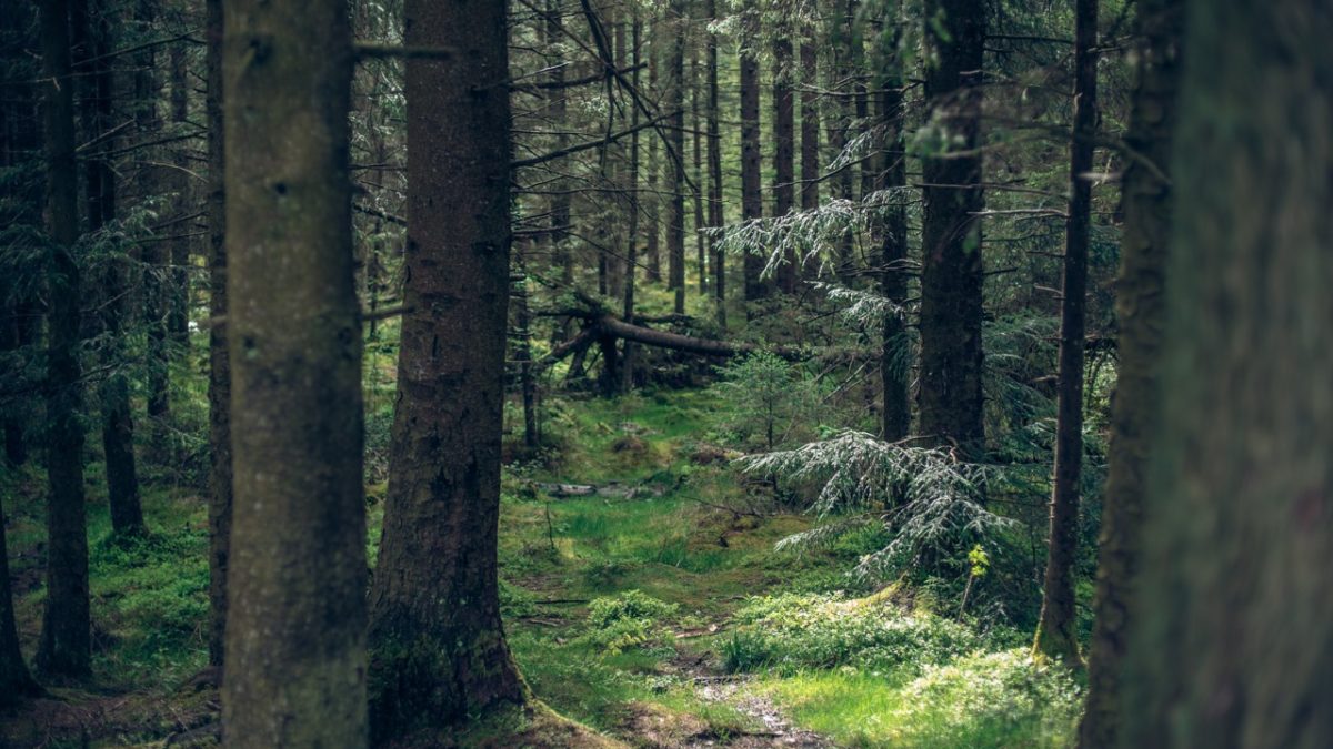 AND Echoes: Jonathan May