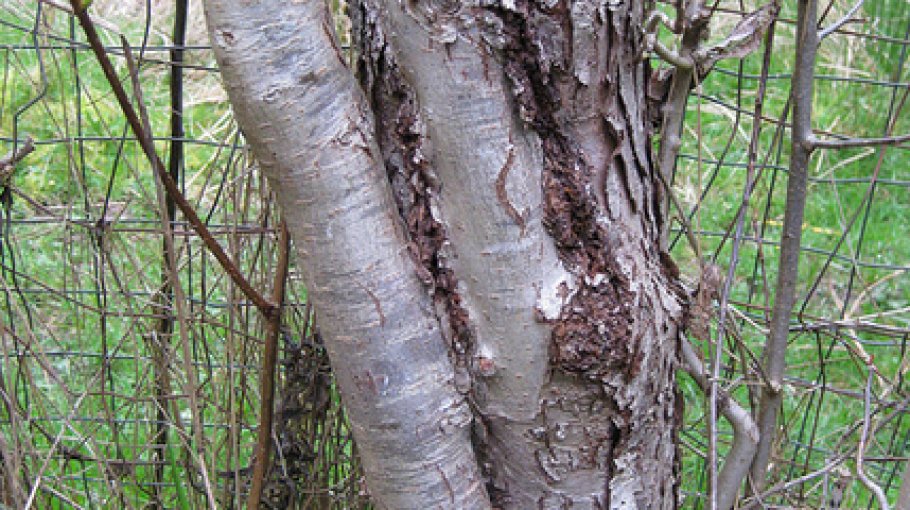 Hyperorganisms / Oliver Kelhammer