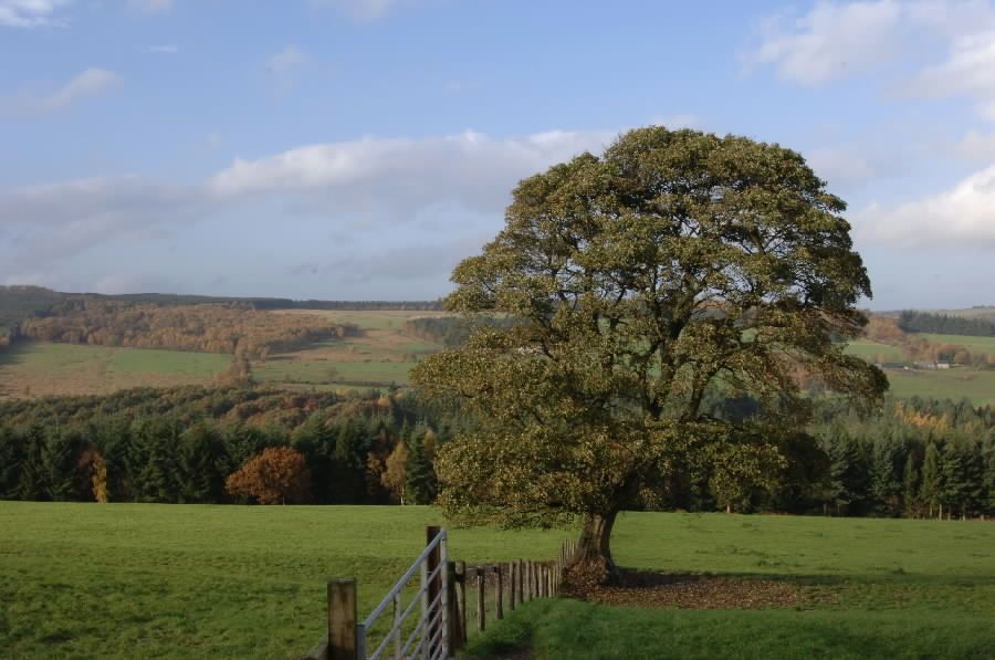 Hamsterley Forest