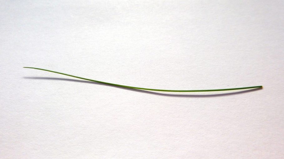 The Holy Grain / Sue Thurley