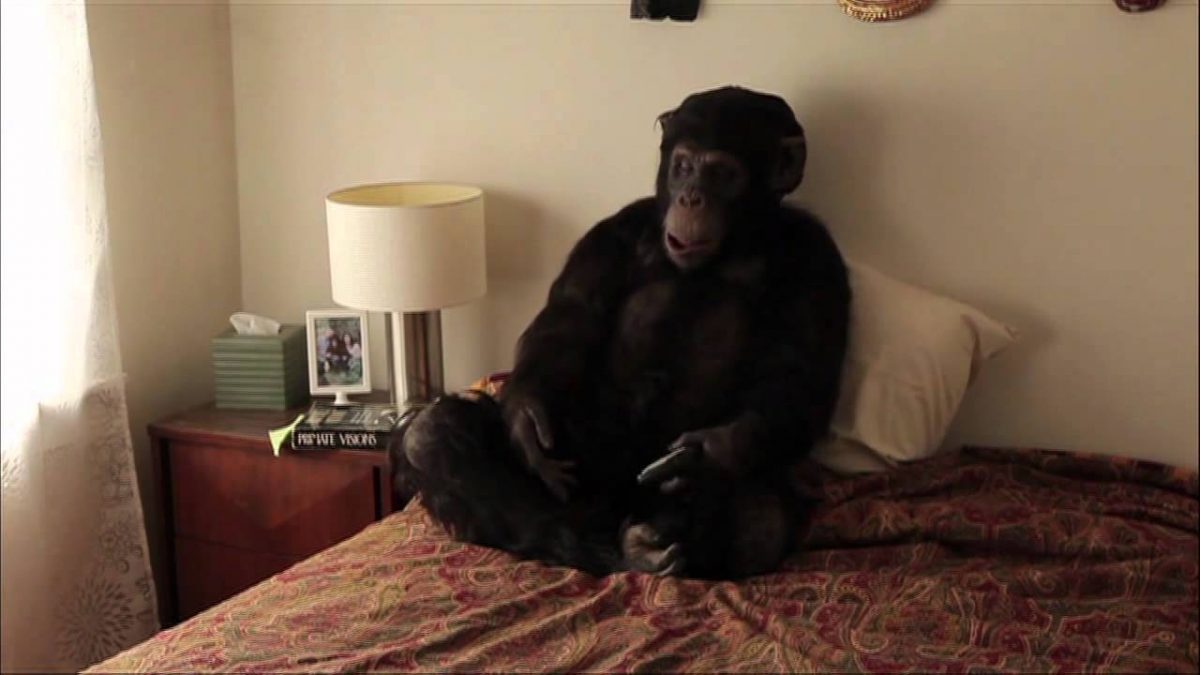 Primate Cinema: Apes as Family \ Rachel Mayeri (2011)