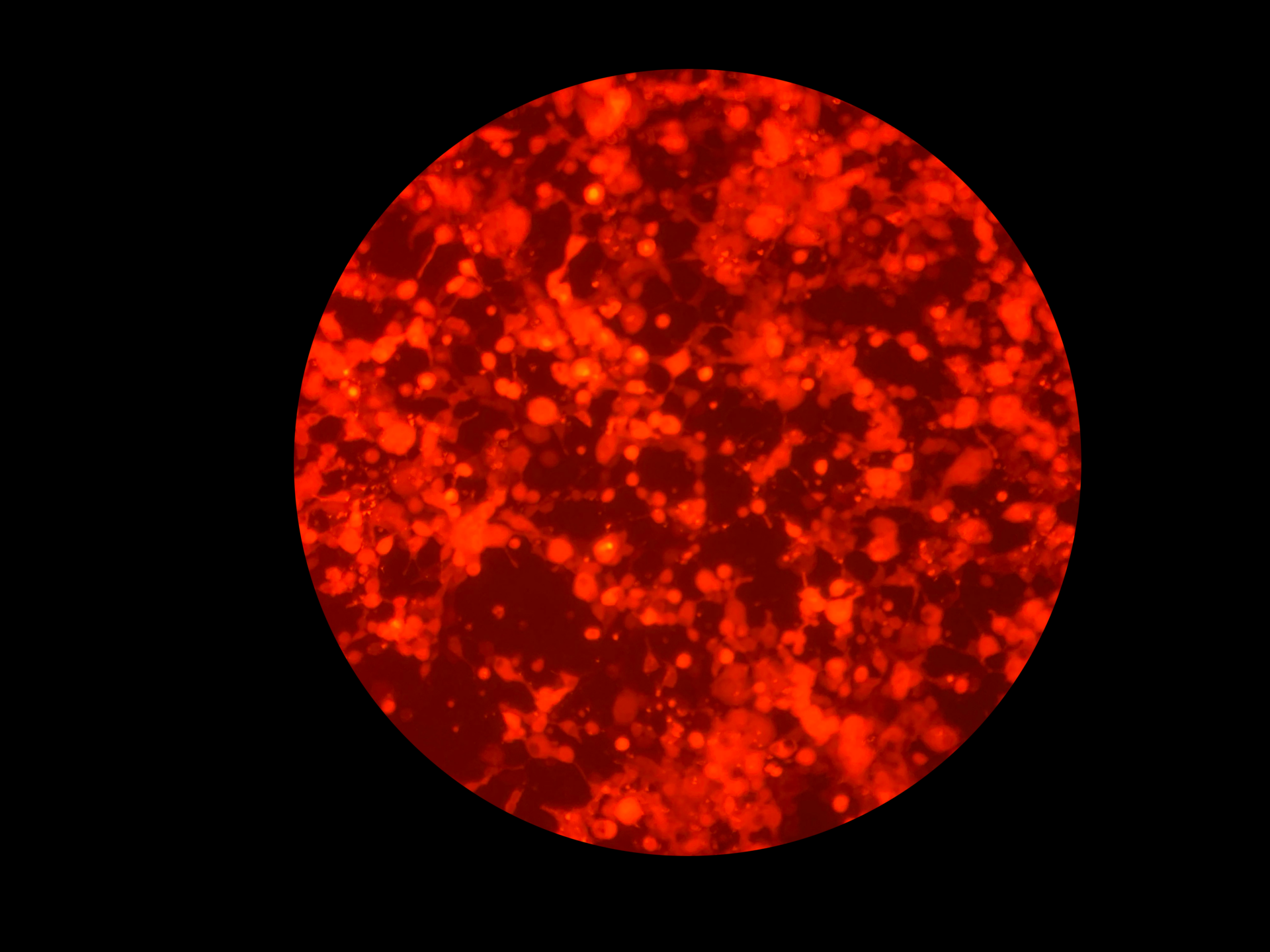 Header imagege
