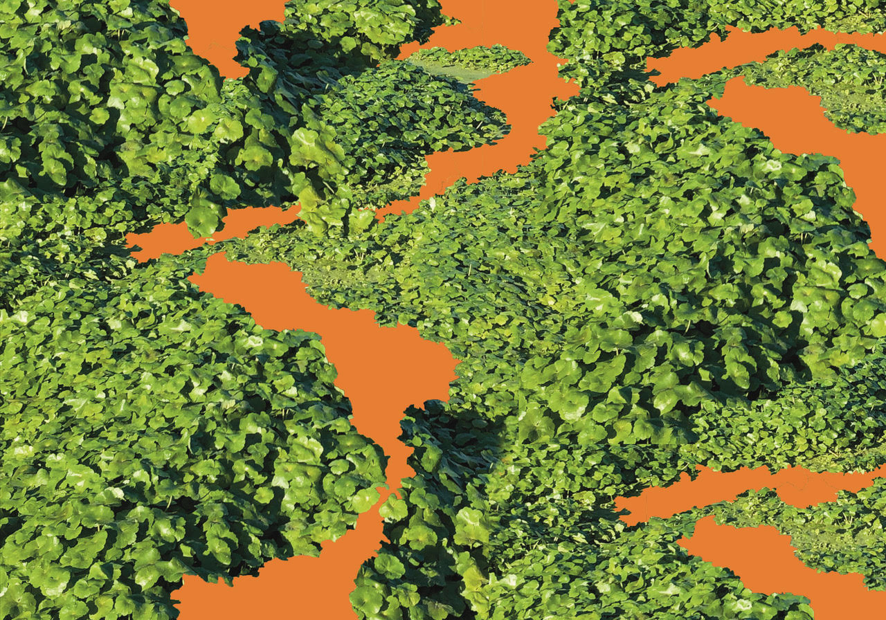 Header imagege