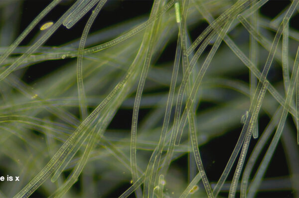 Green lines on black background