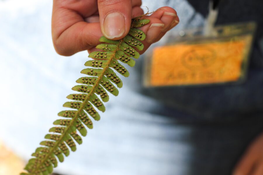 A long leaf studded with hardware