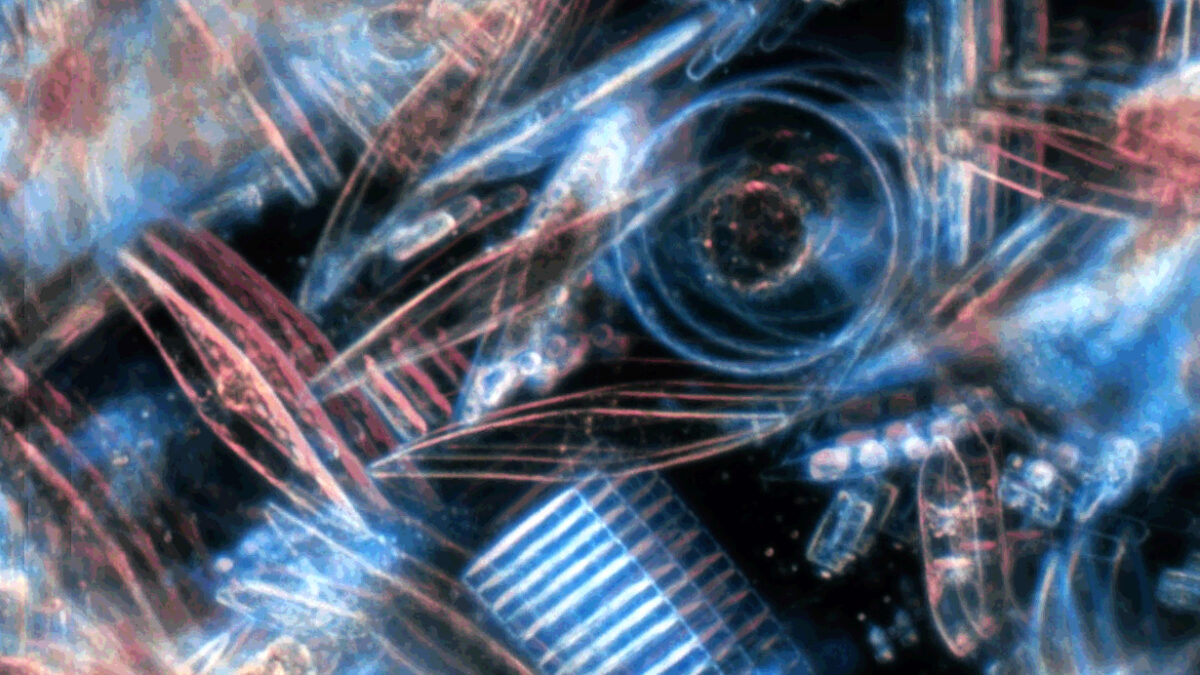 Deeper: Weedweavers \\ New Emergences