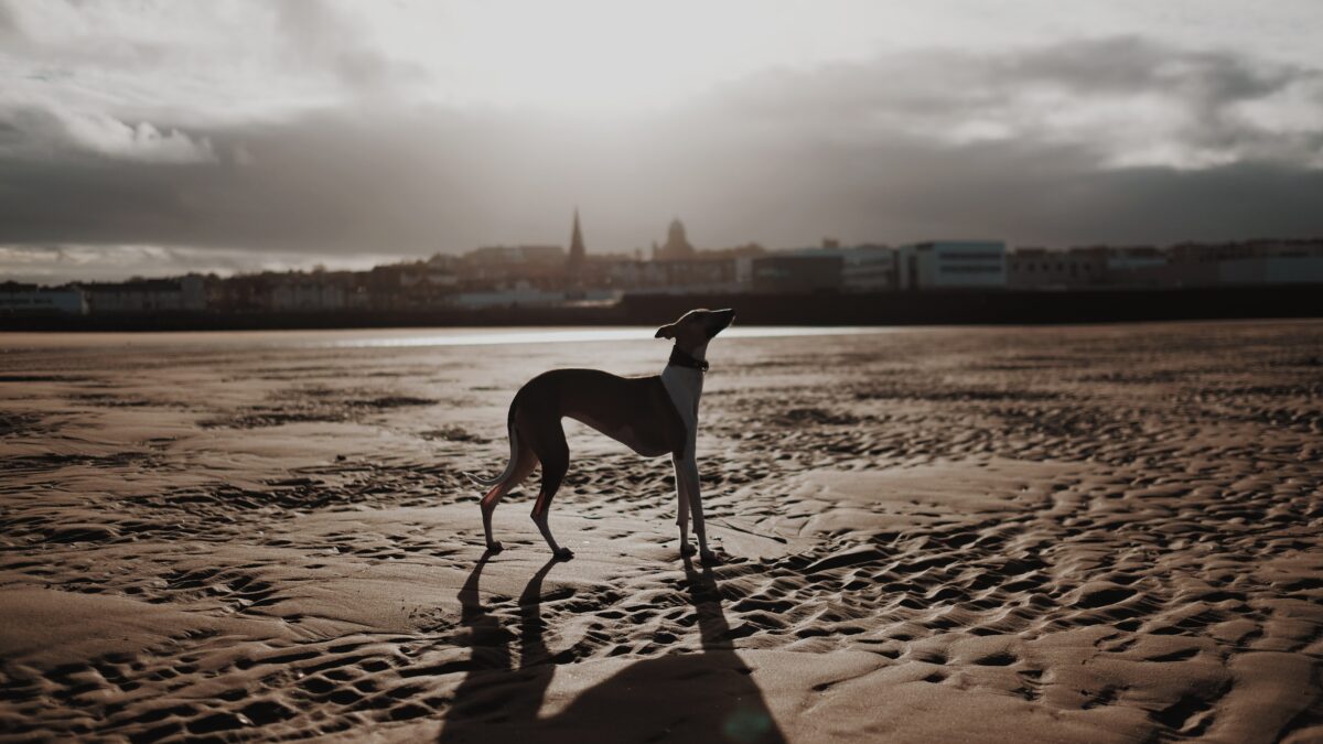 Headwaters \\ Show and Flow