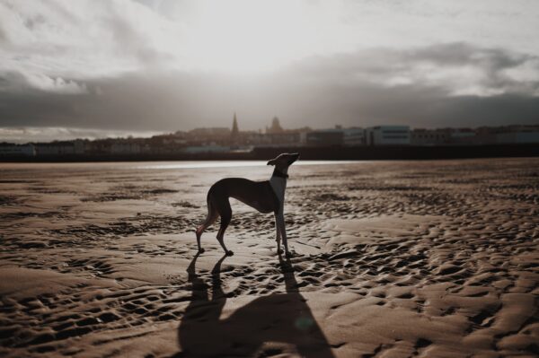 photo of a dog on New Brighton beach with houses and shops in the distance
