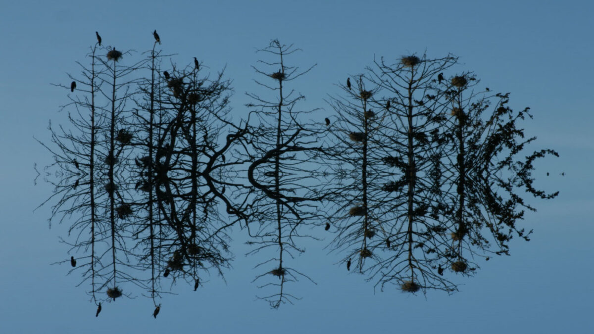 New Cinema Shorts \\ Matt Turner: Counterflows