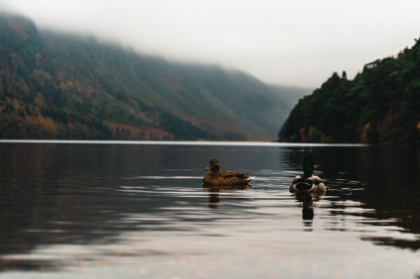 two ducks on water