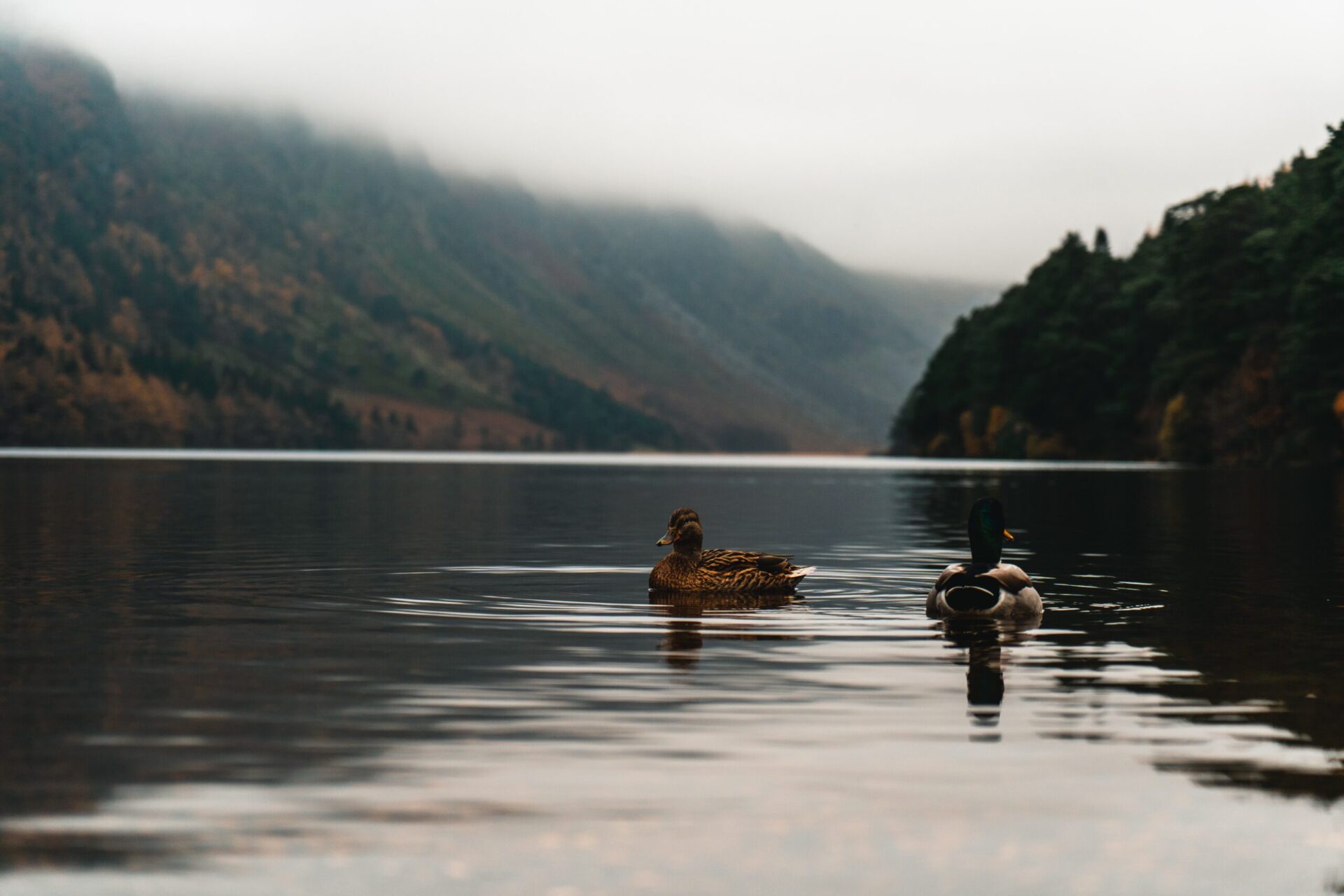 Header imagege