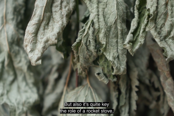 wetlab - leaves drying