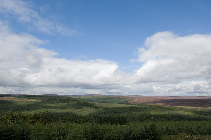 View of Hamsterley Forest